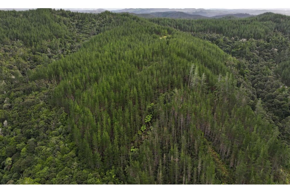 L1 NGAPIPITO ROAD, Moerewa, Far North For Sale realestate.co.nz