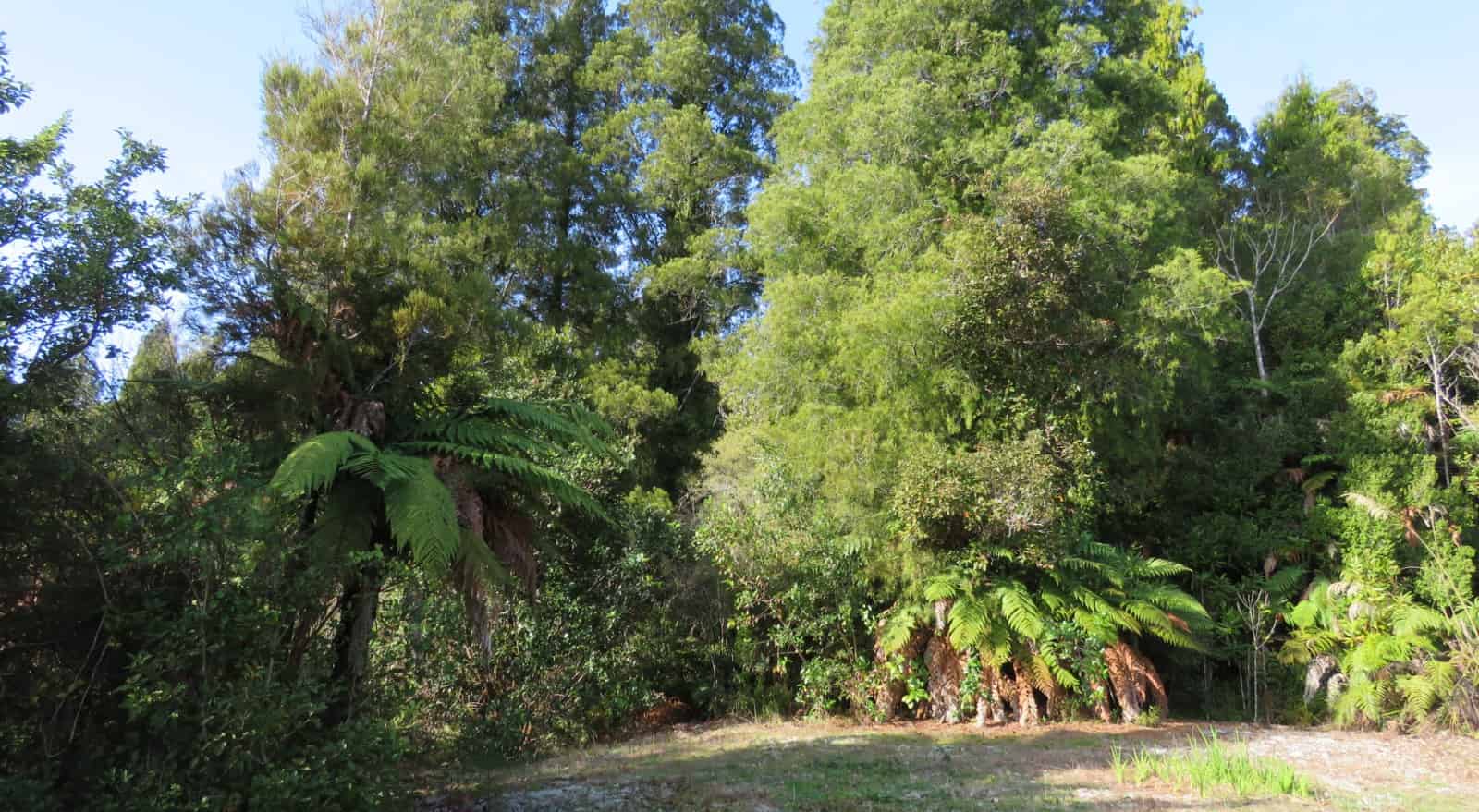 5 Mokihinui Preserve, Seddonville, Buller For Sale realestate.co.nz