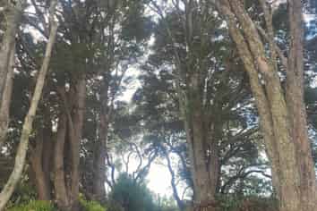 1 Buckleys Track, Paremoremo