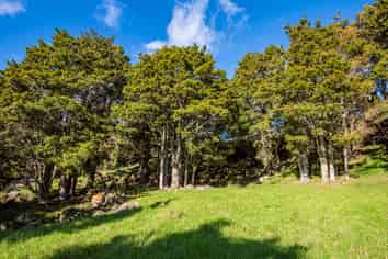 433 Crane Road, Kauri