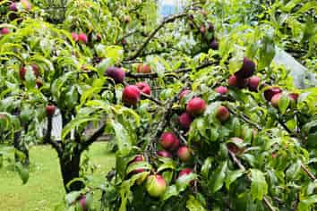 10 Richmal Street, Waihi