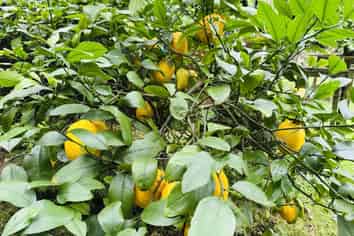 10 Richmal Street, Waihi