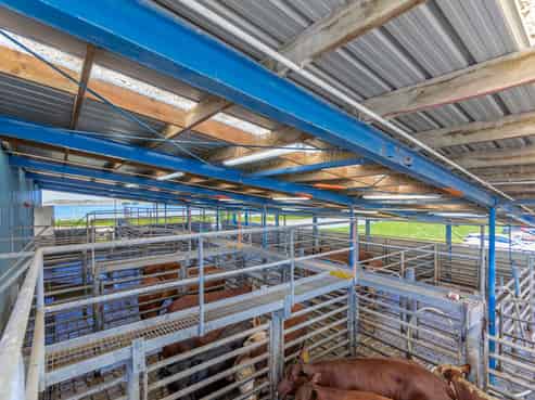 Beef meat processing plant Whanganui 