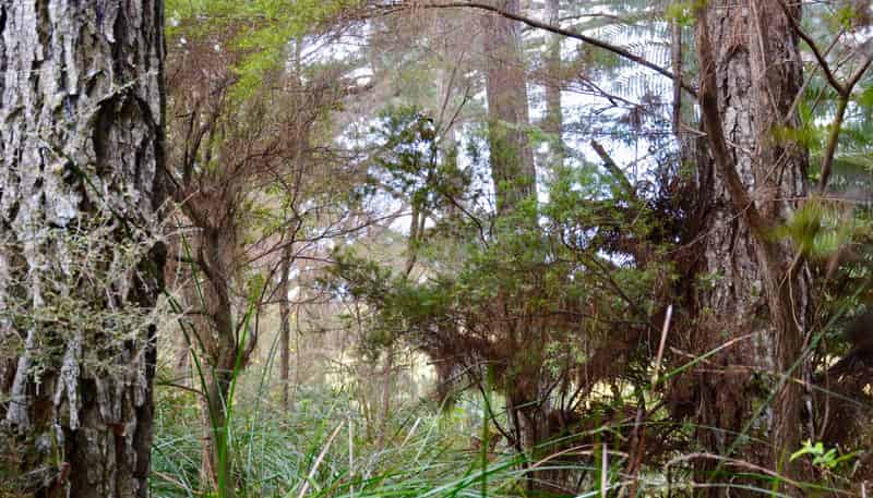 Lot 5, 131 Paul Road, Tairua