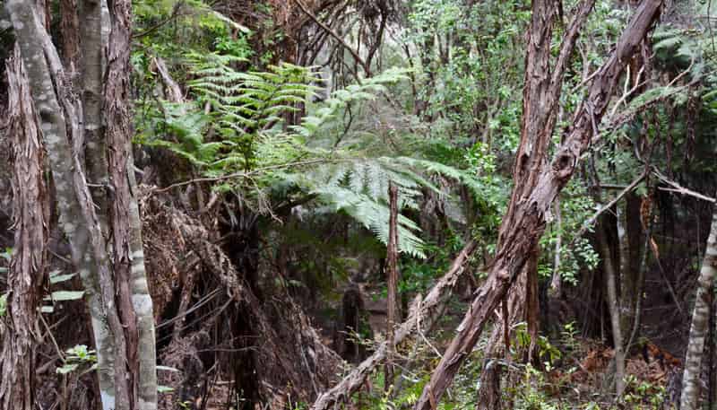 Lot 5, 131 Paul Road, Tairua