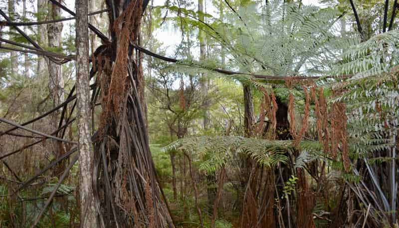 Lot 5, 131 Paul Road, Tairua