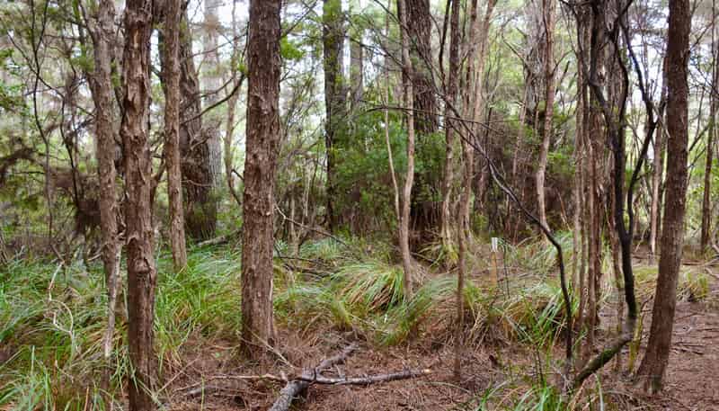 Lot 5, 131 Paul Road, Tairua
