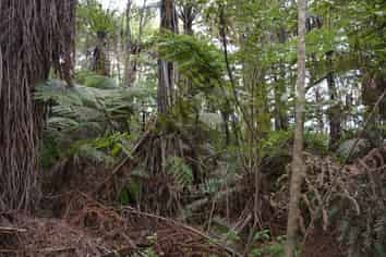 Lot 5, 131 Paul Road, Tairua