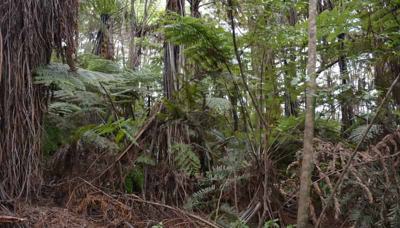 Lot 5, 131 Paul Road, Tairua