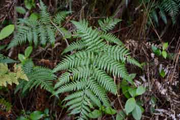 Lot 5, 131 Paul Road, Tairua