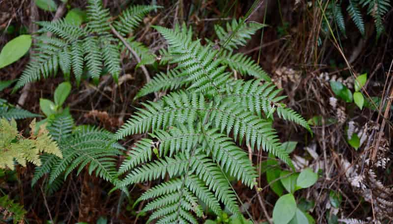 Lot 5, 131 Paul Road, Tairua