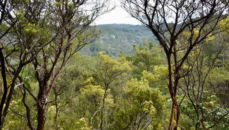 Lot 4, 131 Paul Road, Tairua