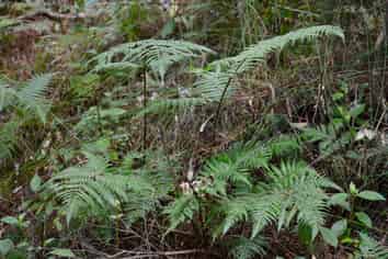 Lot 4, 131 Paul Road, Tairua