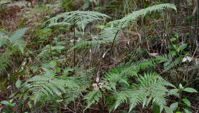 Lot 4, 131 Paul Road, Tairua
