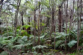 Lot 4, 131 Paul Road, Tairua