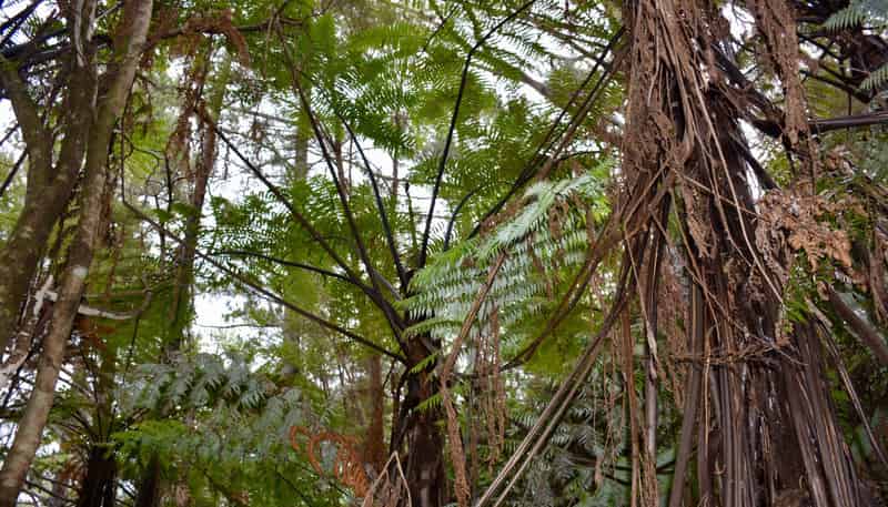 Lot 4, 131 Paul Road, Tairua