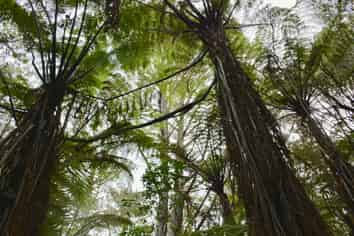 Lot 4, 131 Paul Road, Tairua