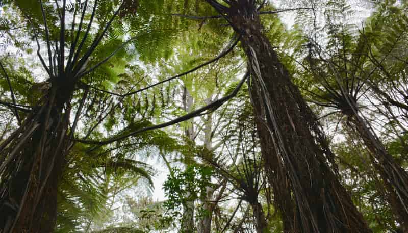 Lot 4, 131 Paul Road, Tairua