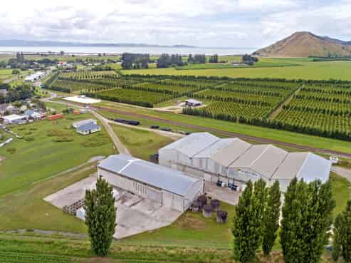 Harvest ready