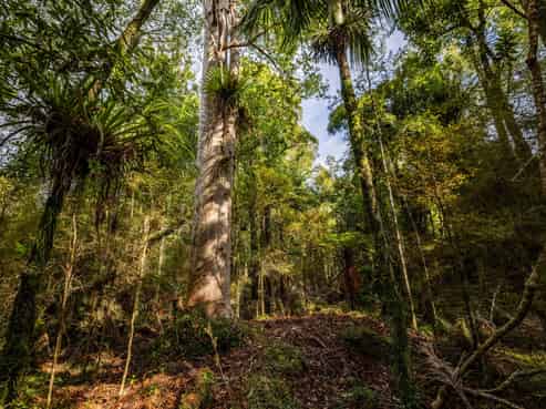 Lot 3, 2262 Waiare Road, Kaeo
