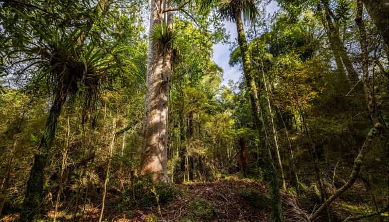 Lot 2, 2262 Waiare Road, Kaeo