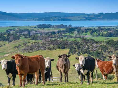 156 Te Kanae Road, South Head