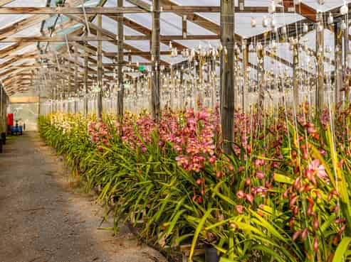 Profitable export orchid flower business