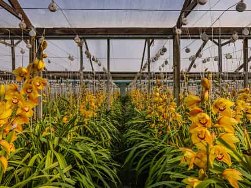 Profitable export orchid flower business