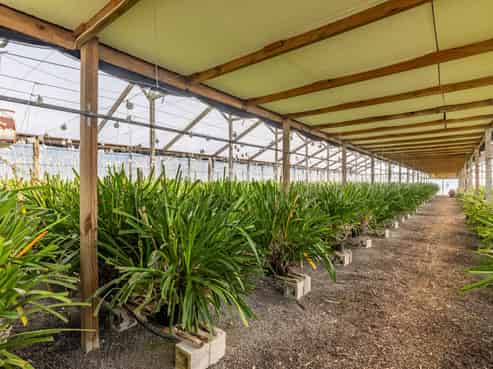 Profitable export orchid flower business