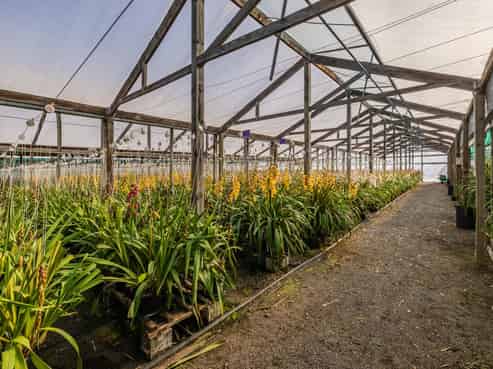 Profitable export orchid flower business