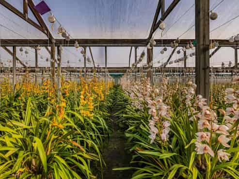 Profitable export orchid flower business