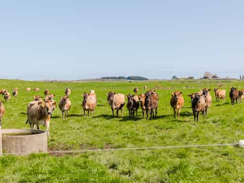 344 Milner Road, Himatangi