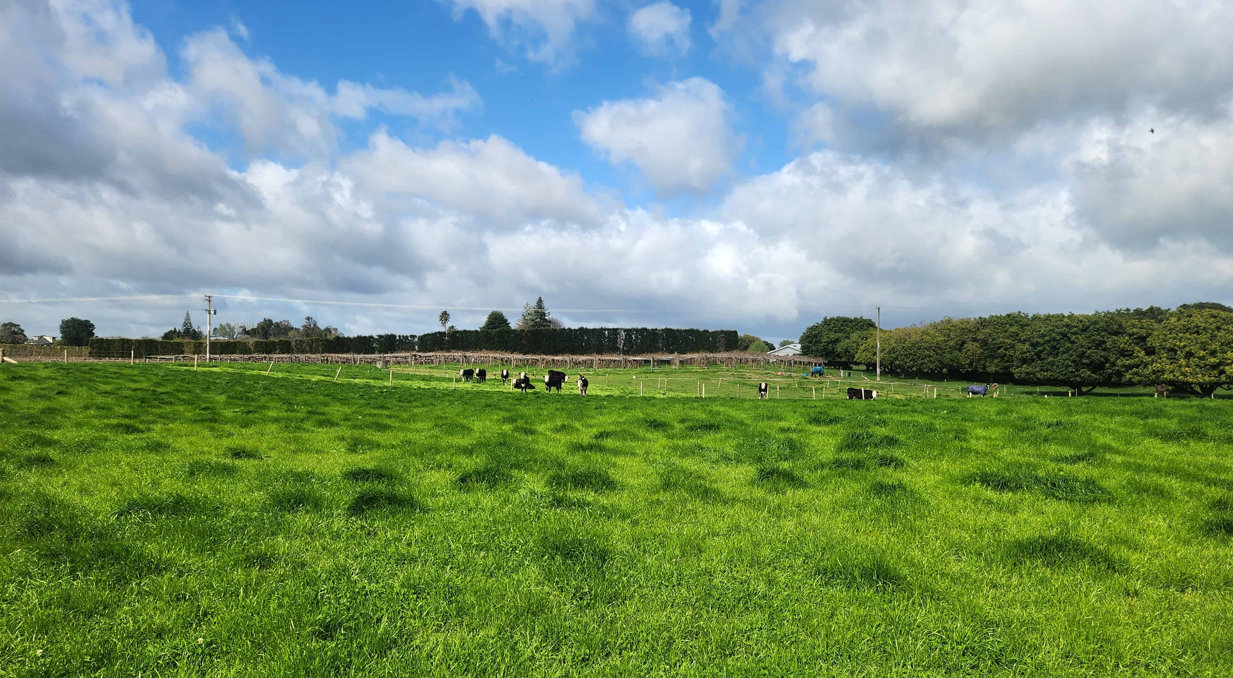 36 Echo Valley Way, Bethlehem, Tauranga - For Sale - realestate.co.nz