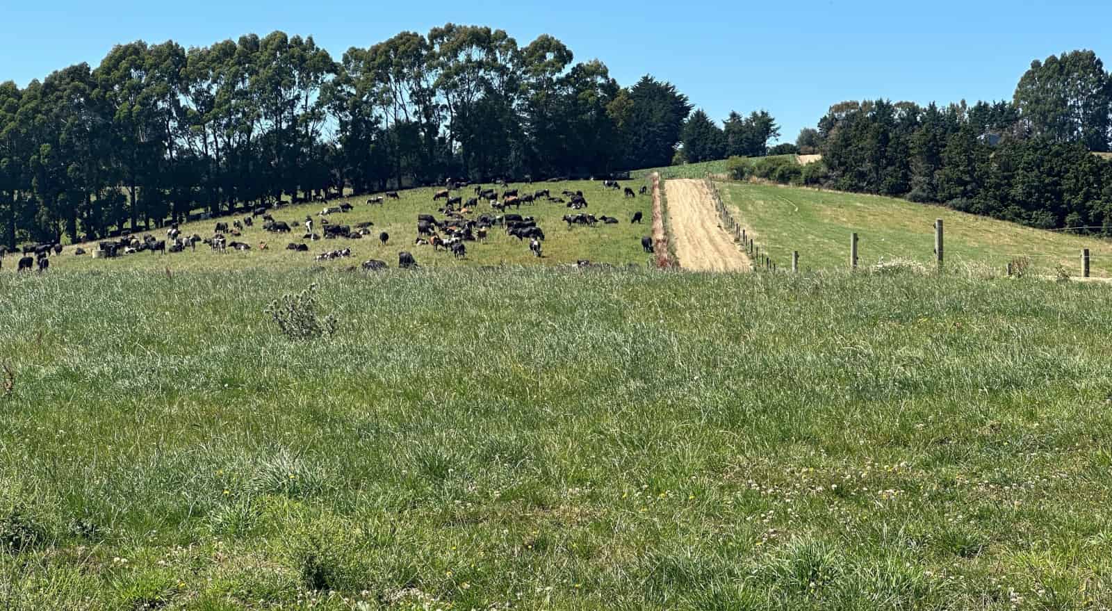 1215 Hillend Road, Hillend, Clutha For Sale realestate.co.nz