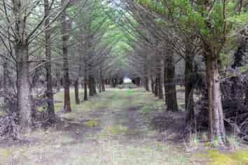 243 Worlingham Road, Eyrewell Forest