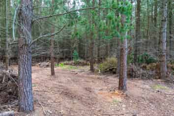 243 Worlingham Road, Eyrewell Forest