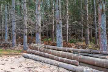 243 Worlingham Road, Eyrewell Forest