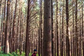  Okoia Forests 1 & 2, Okoia