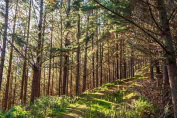  Okoia Forests 1 & 2, Okoia