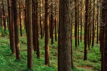  Glencroft Forests 1, 2 & 3, Brunswick