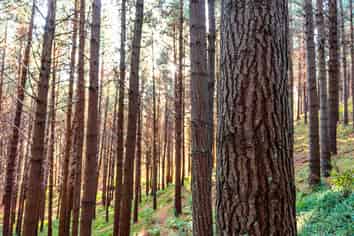  Okoia Forests 1 & 2, Okoia