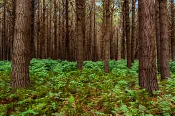  Glencroft Forests 1, 2 & 3, Brunswick