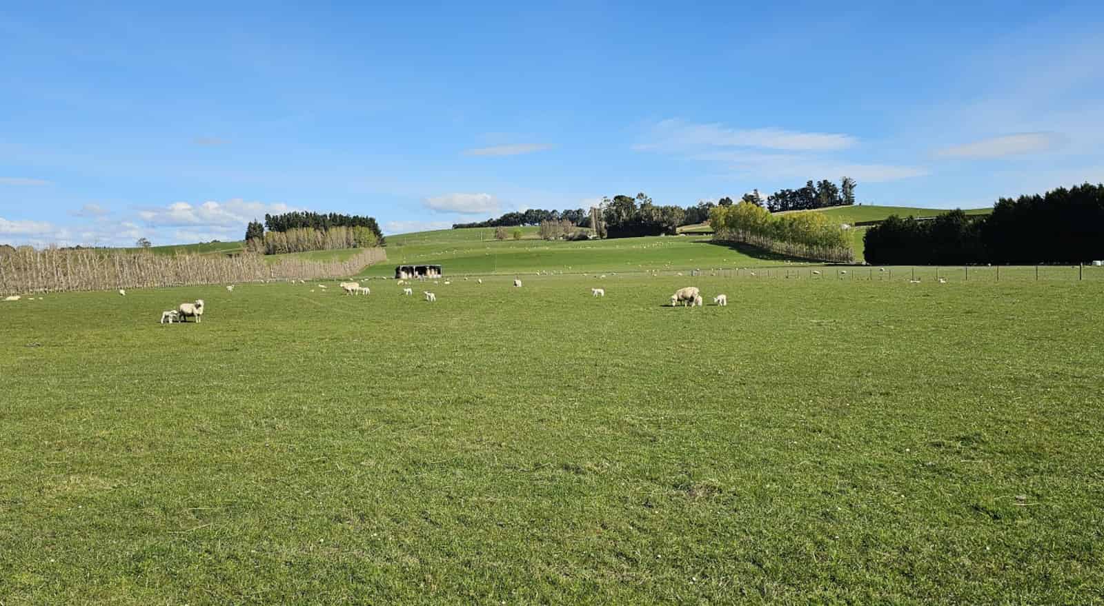192 Nicholson Road, Chatton North, Gore For Sale realestate.co.nz