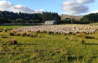 Lot 2 98 Millstream Road, Dannevirke