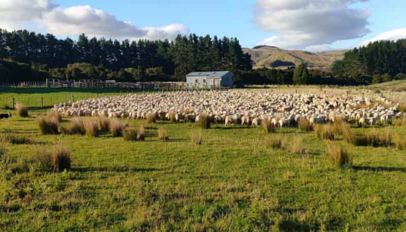 Lot 2 98 Millstream Road, Dannevirke