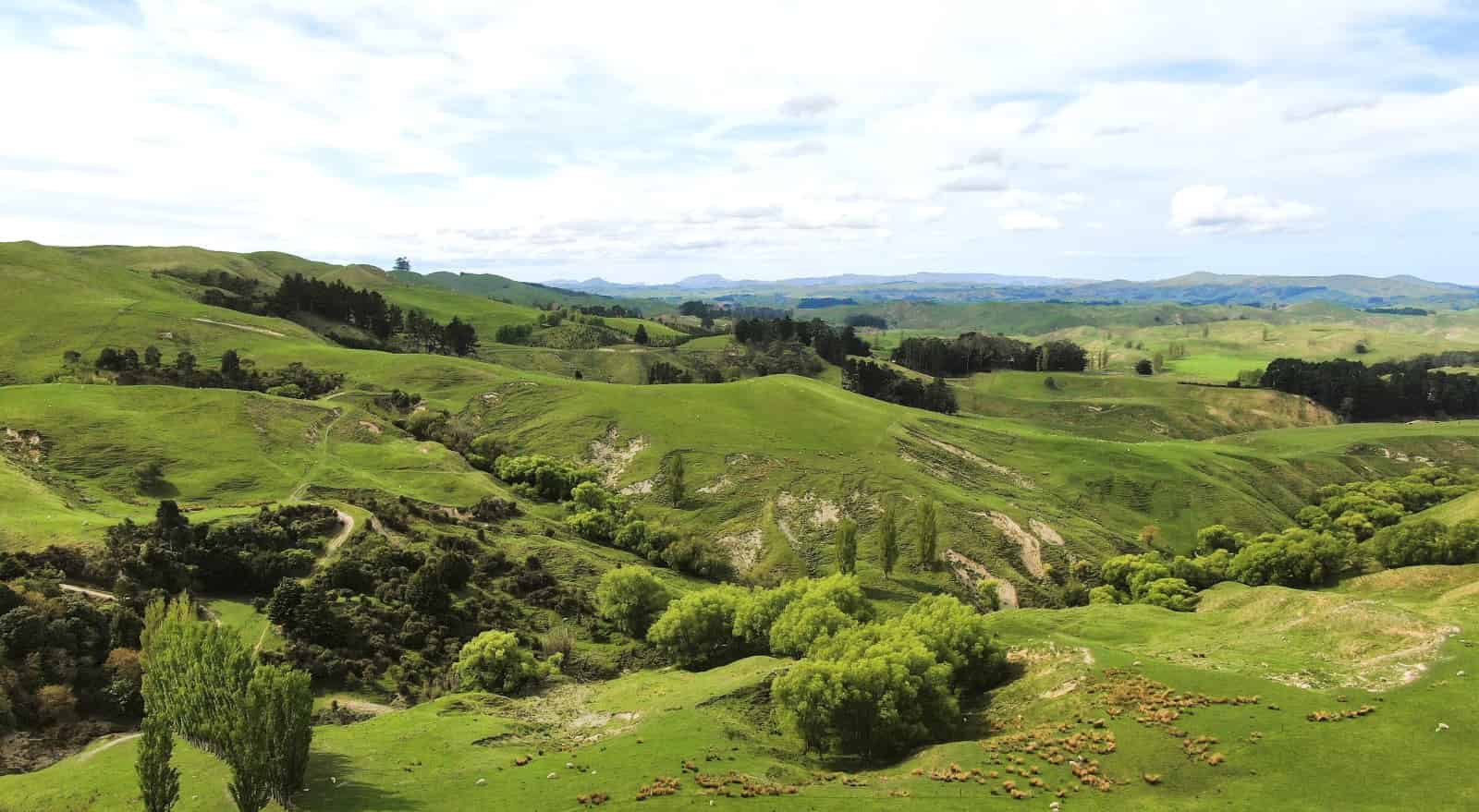 1298 Farm Road, Waipukurau, Central Hawkes Bay For Sale realestate