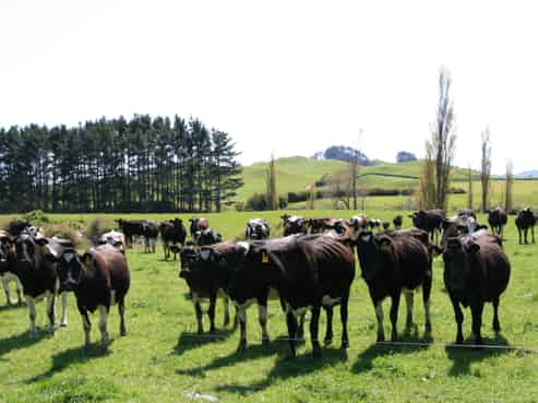 734 Bird Road, Pukengahu