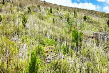  Millgo Forest, Masterton