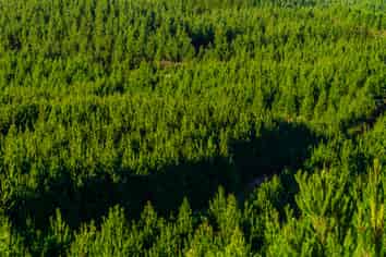  Cooper-Haukanai Forest, Masterton