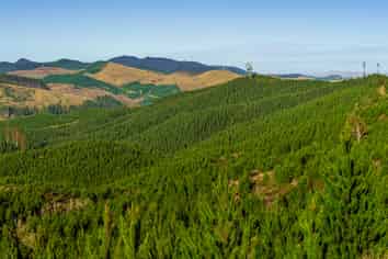  Cooper-Haukanai Forest, Masterton